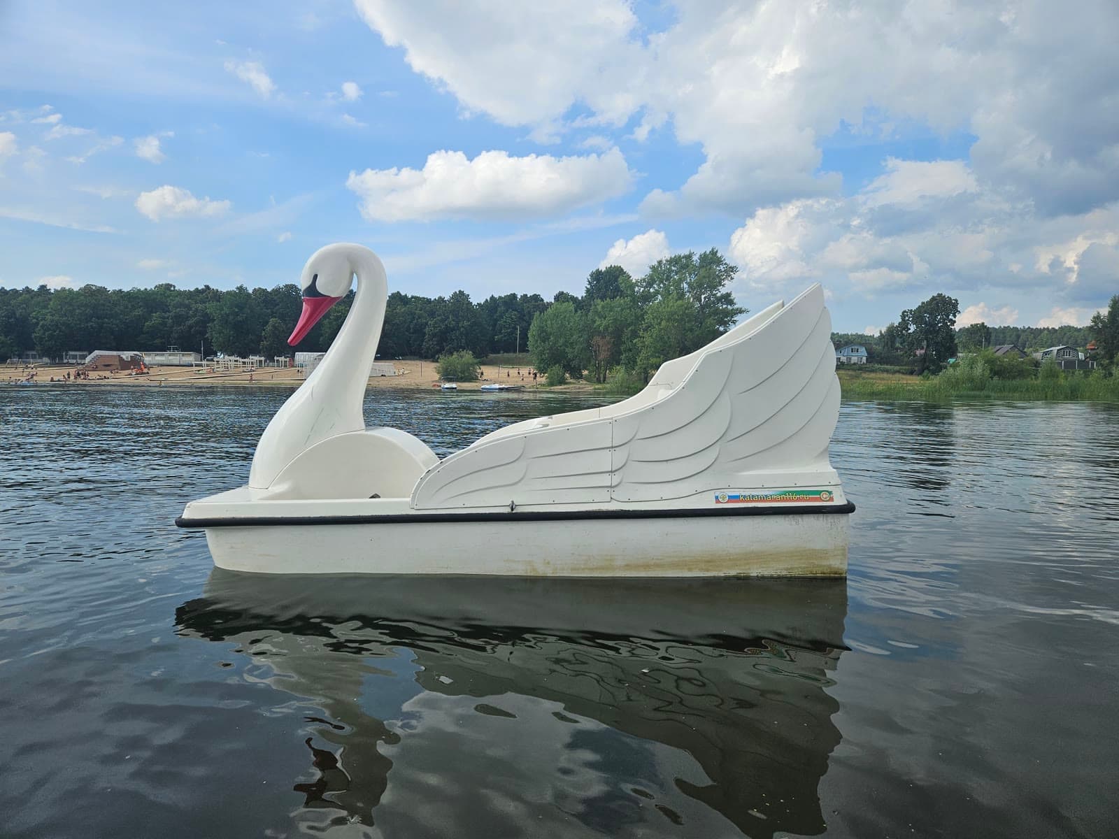 Лебедь на открытой воде