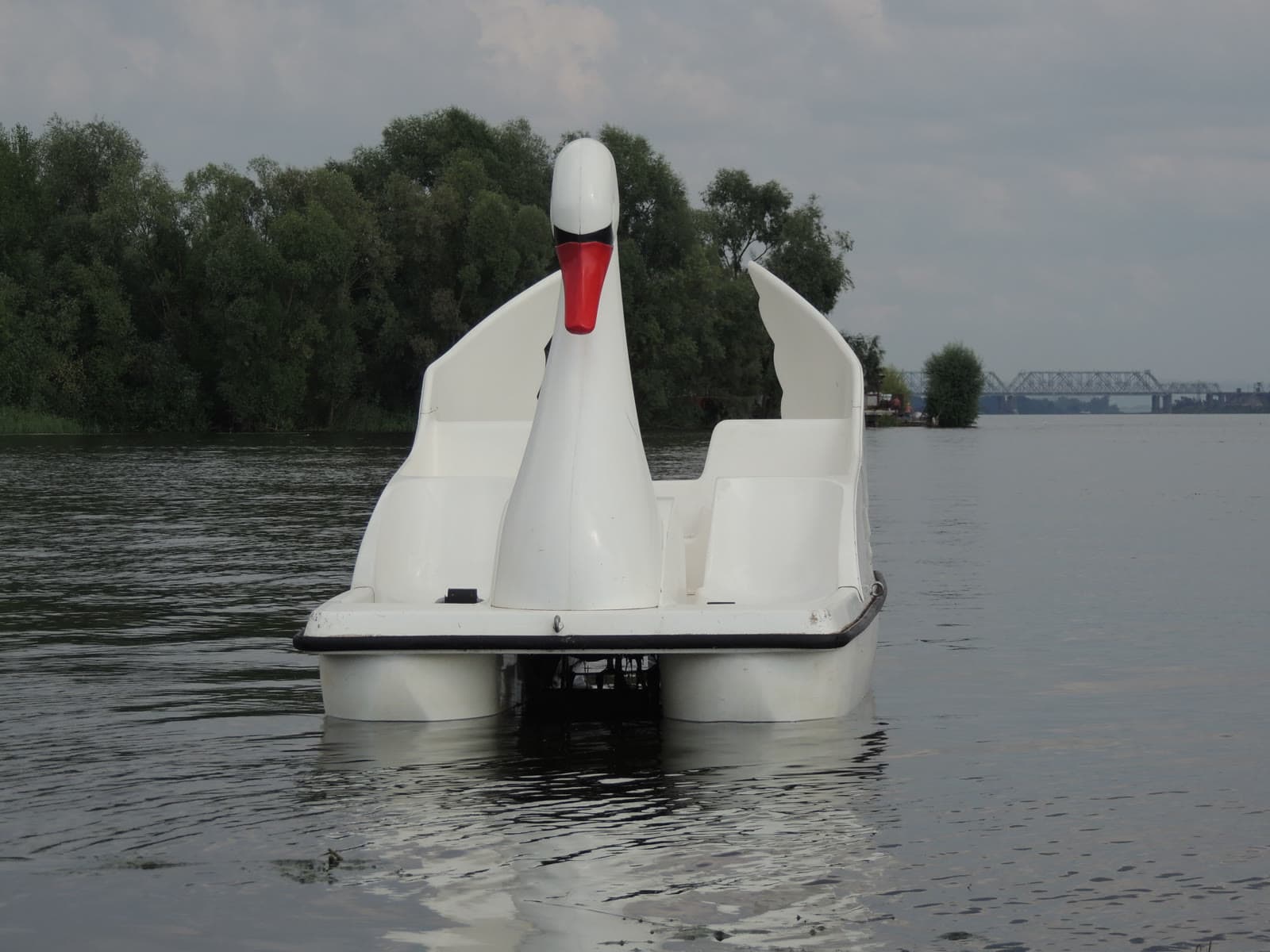 Лебедь анфас на воде