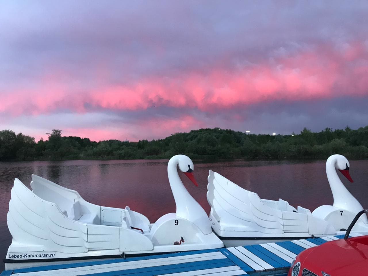 Лебеди на розовом закате