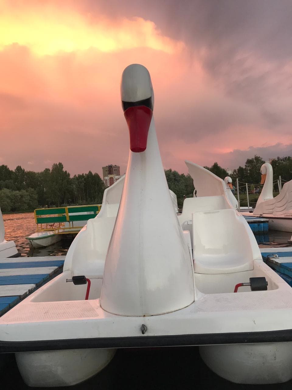 Лебедь на закате у причала
